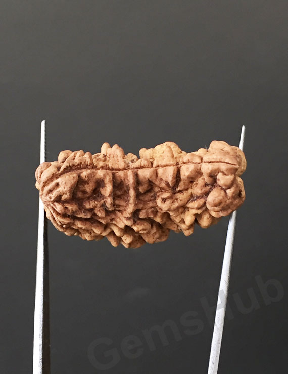 1 Face/Mukhi Certified Rudraksha Premium Quality